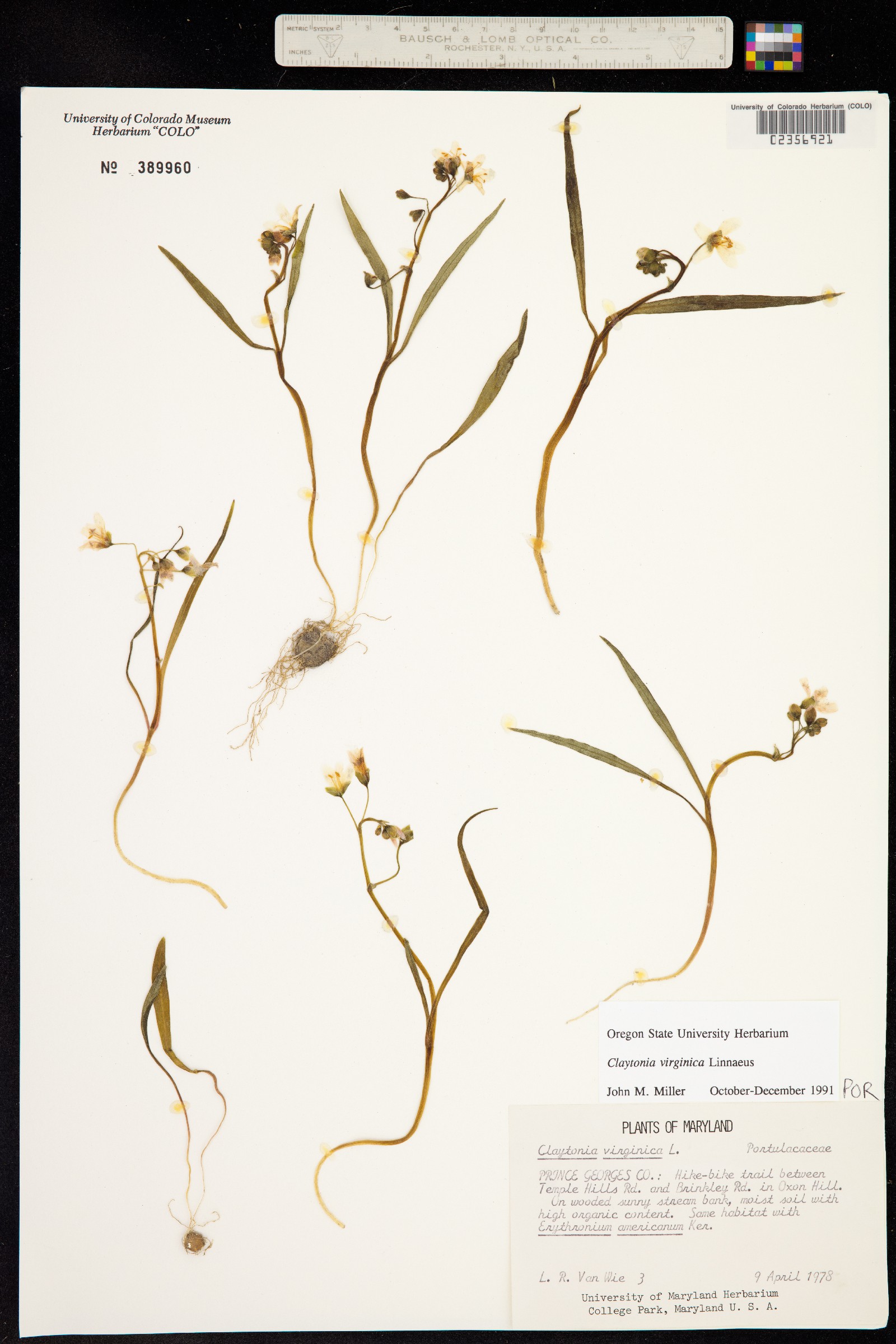 Claytonia virginica image