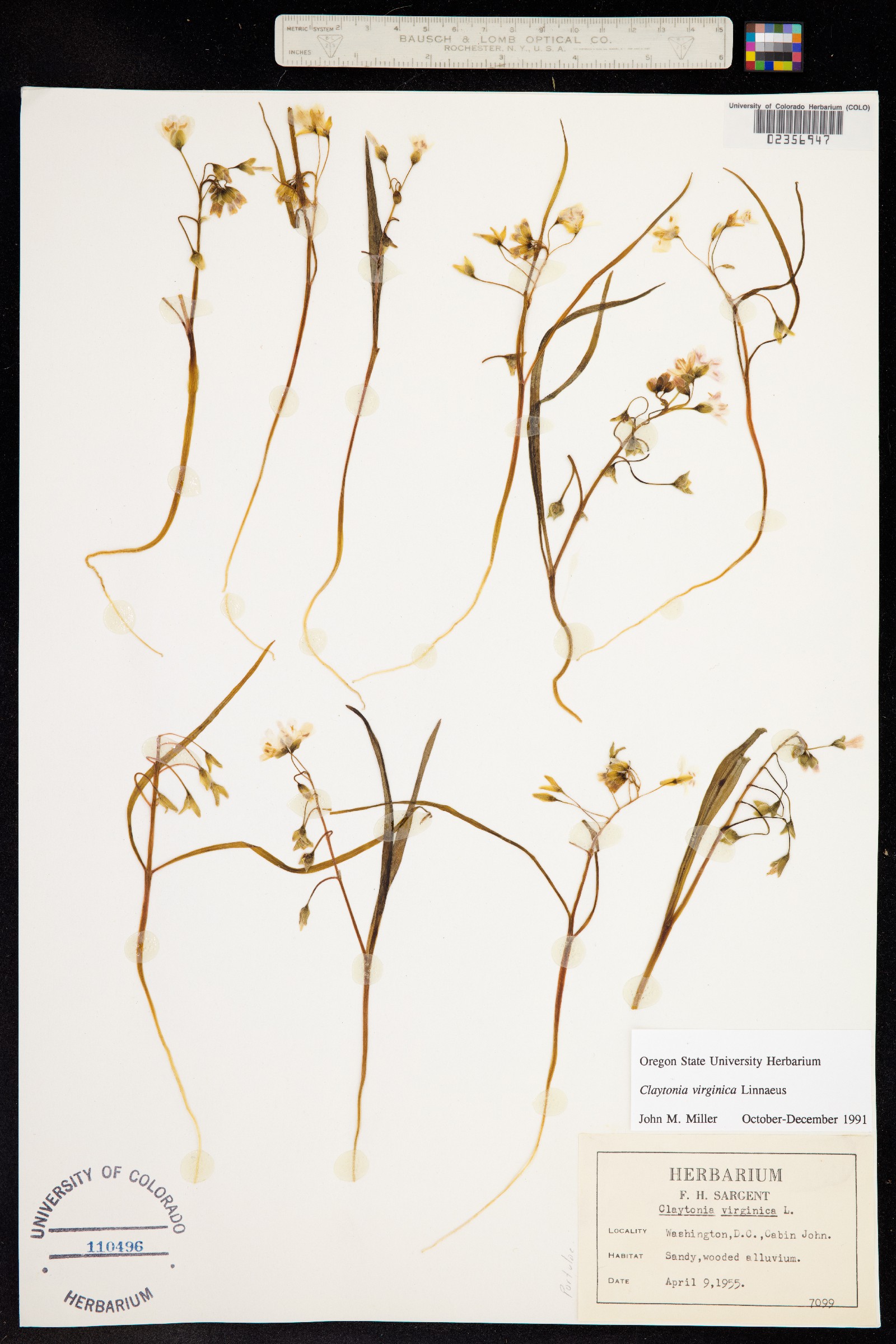 Claytonia virginica image