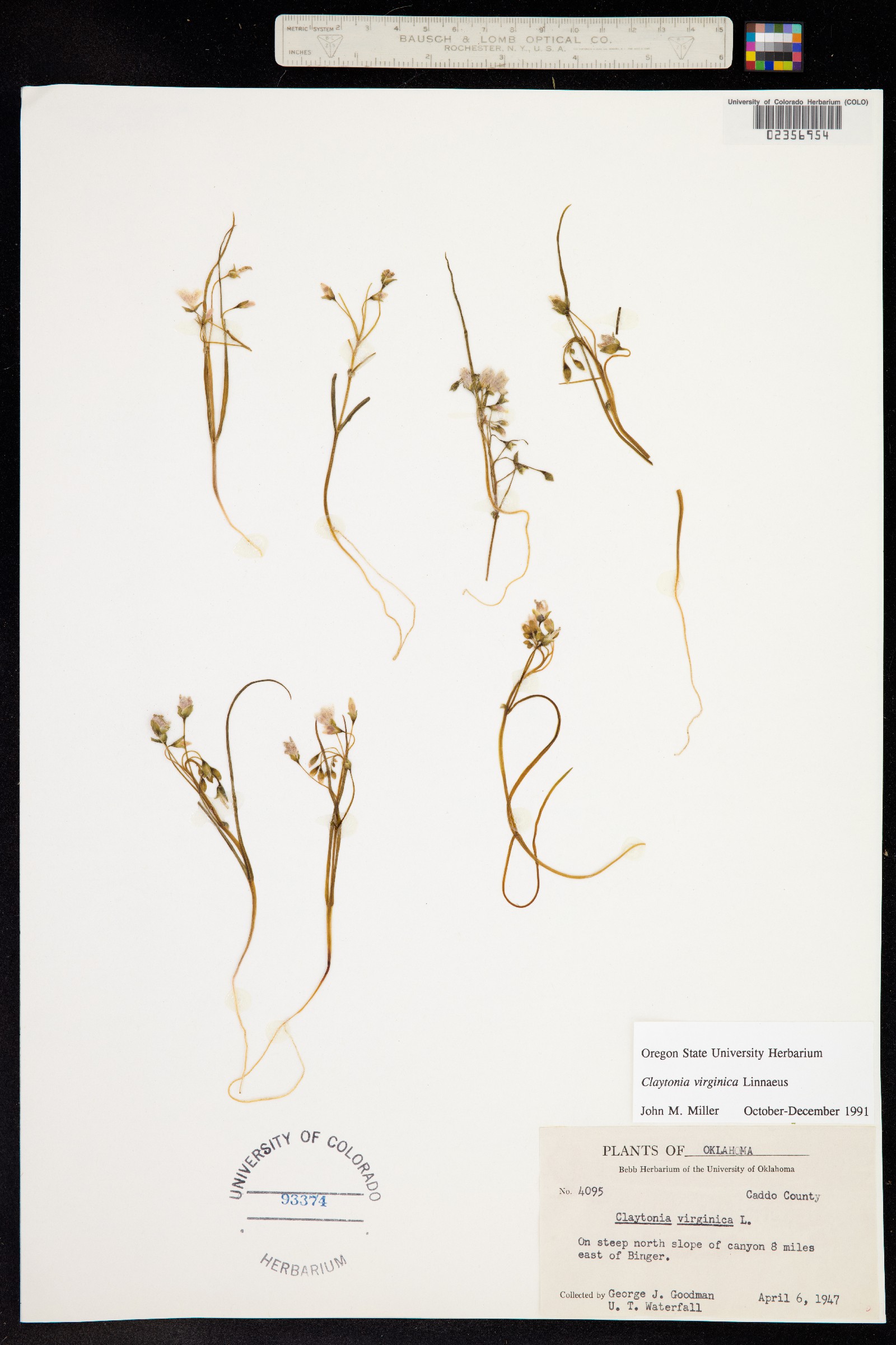 Claytonia virginica image