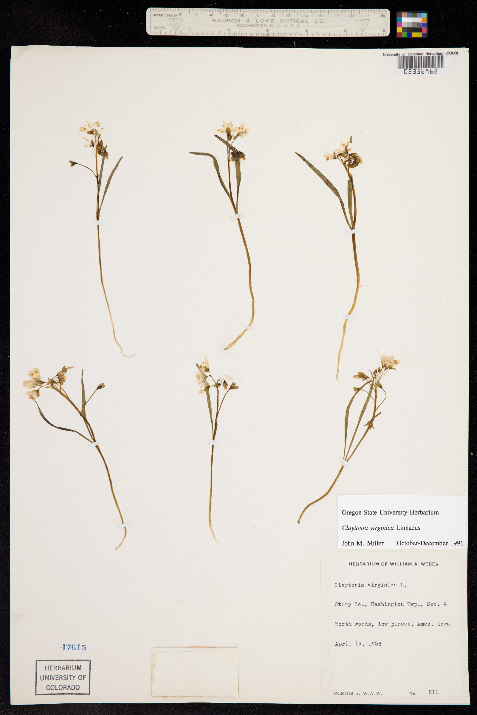 Claytonia virginica image