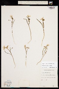 Claytonia virginica image