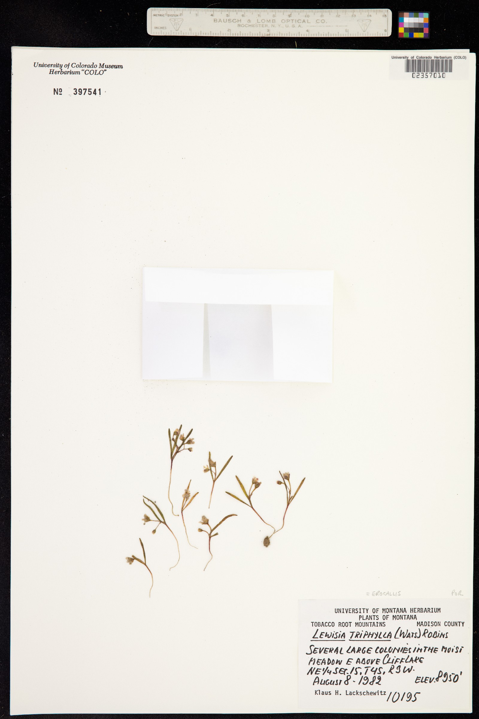 Erocallis image