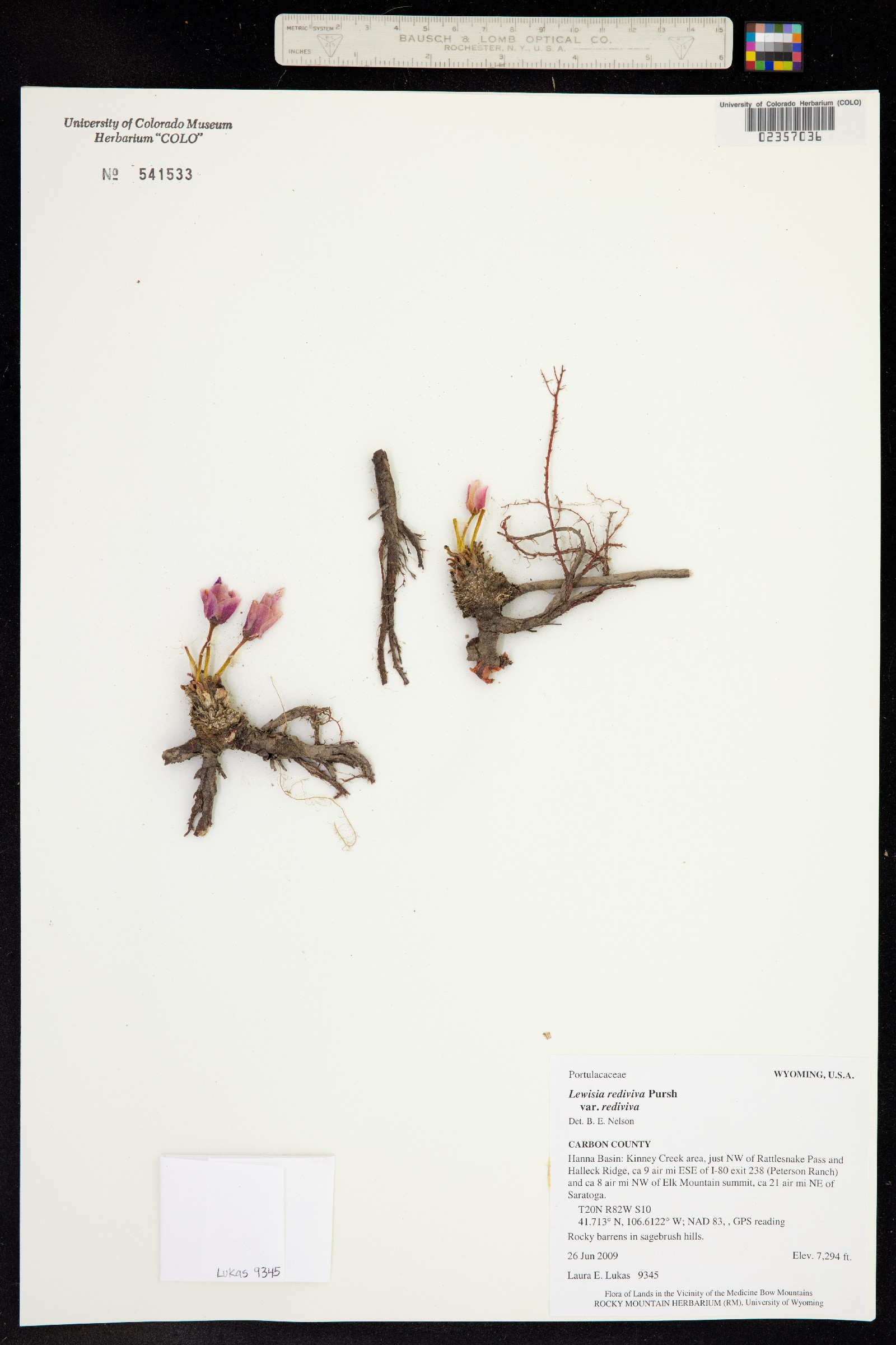 Lewisia rediviva image