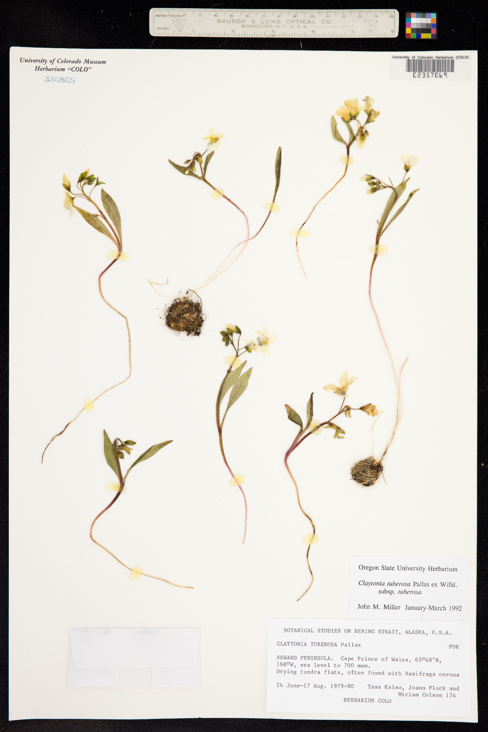 Claytonia tuberosa image