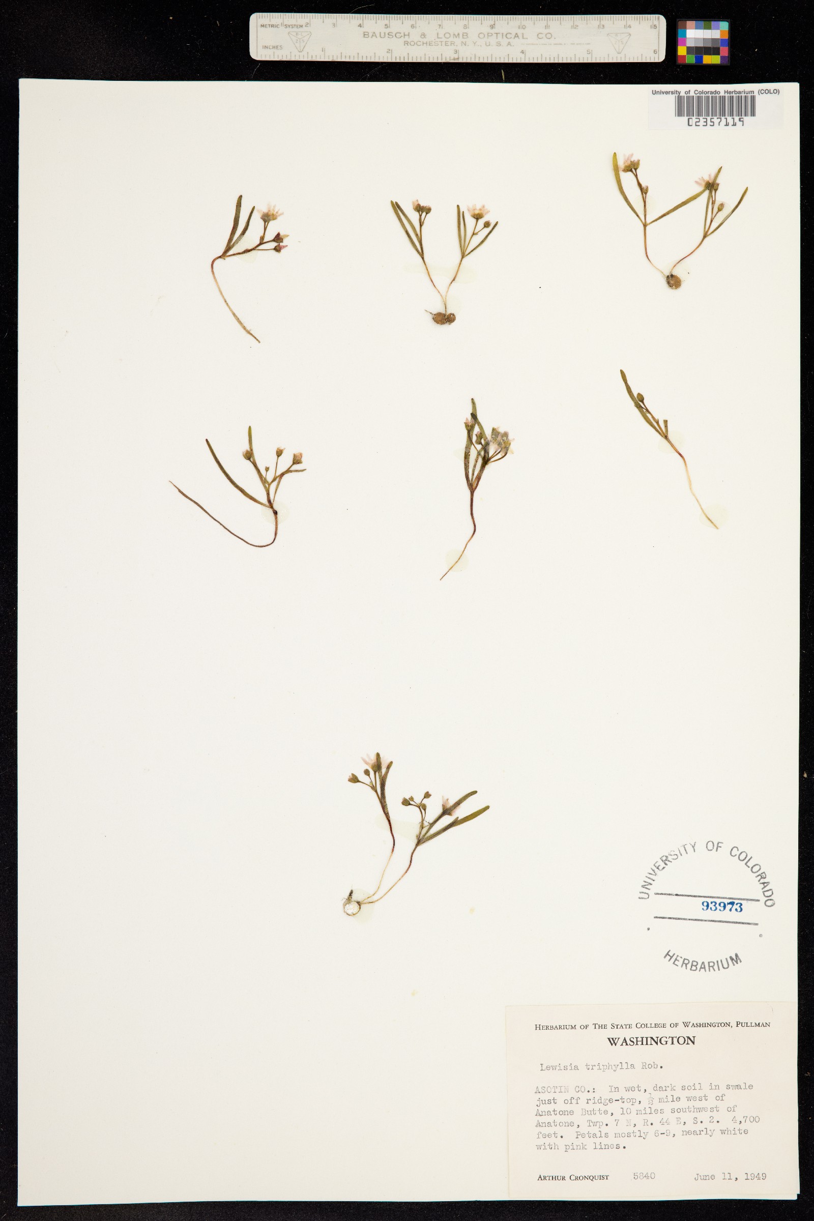 Lewisia triphylla image