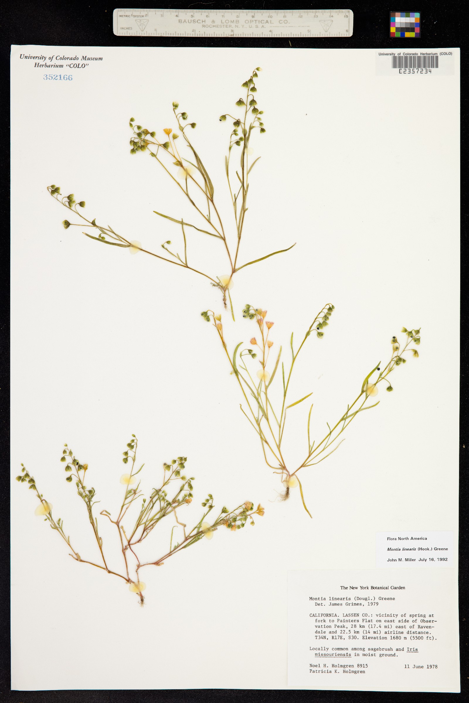 Montia linearis image