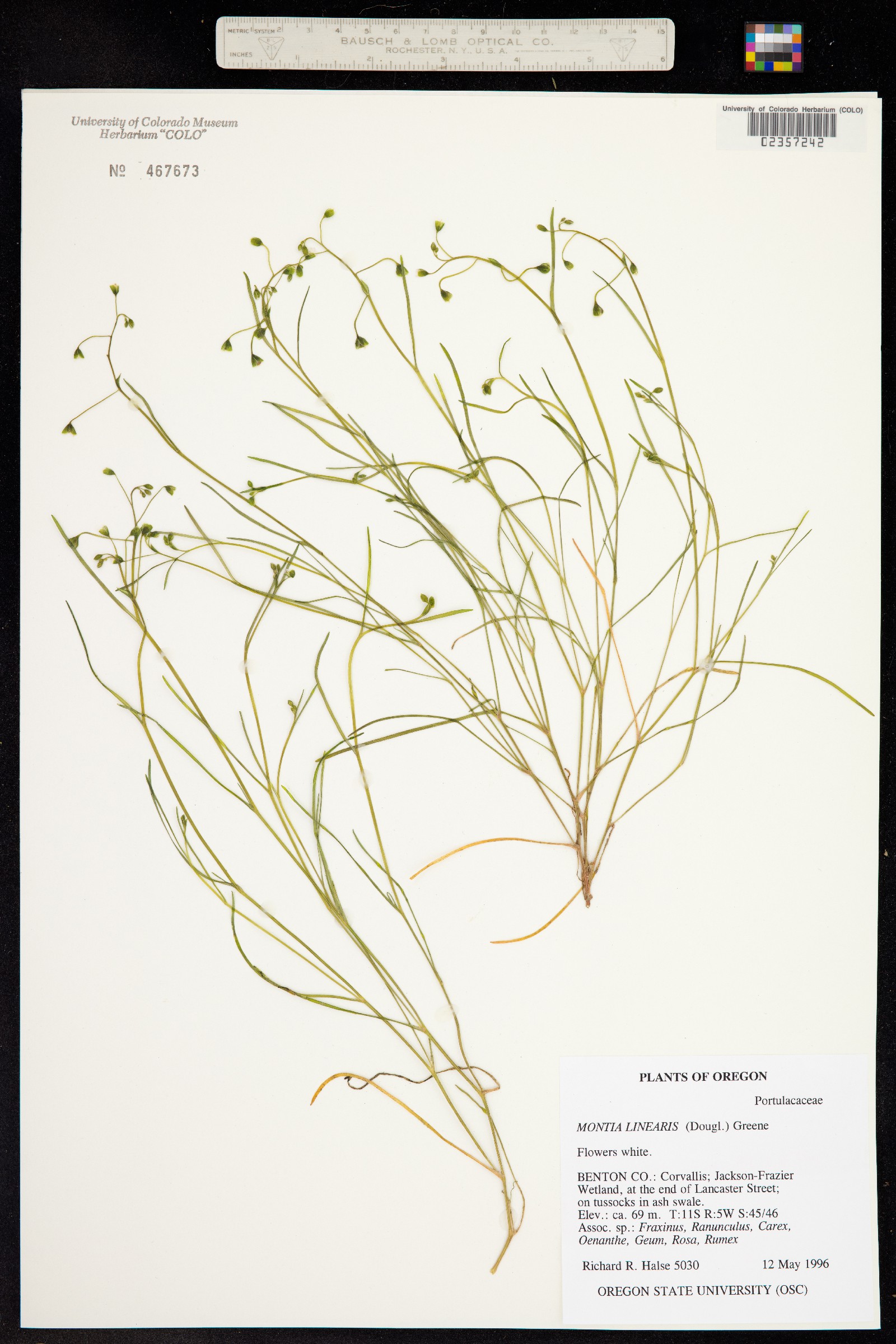 Montia linearis image