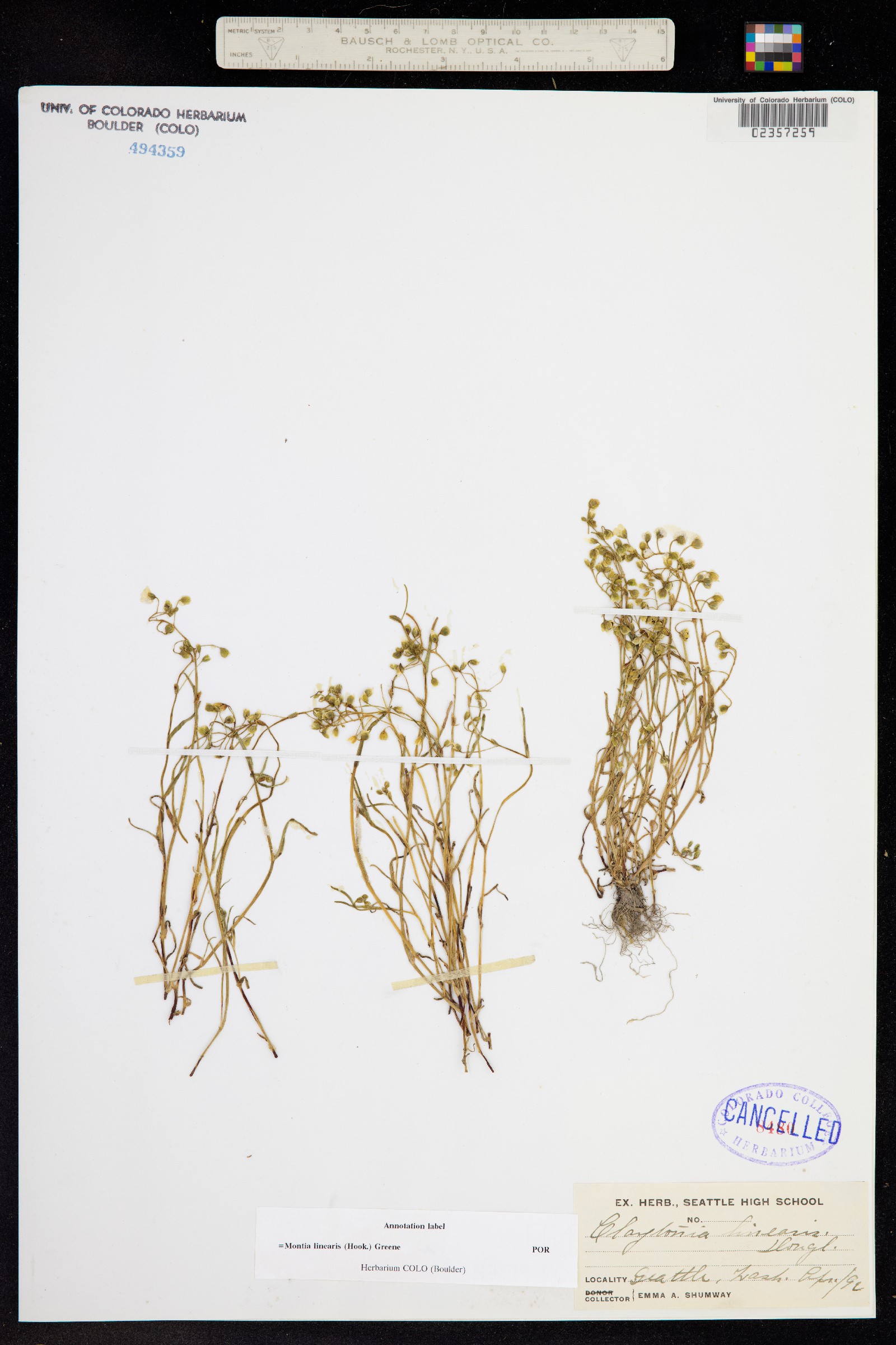 Montia linearis image