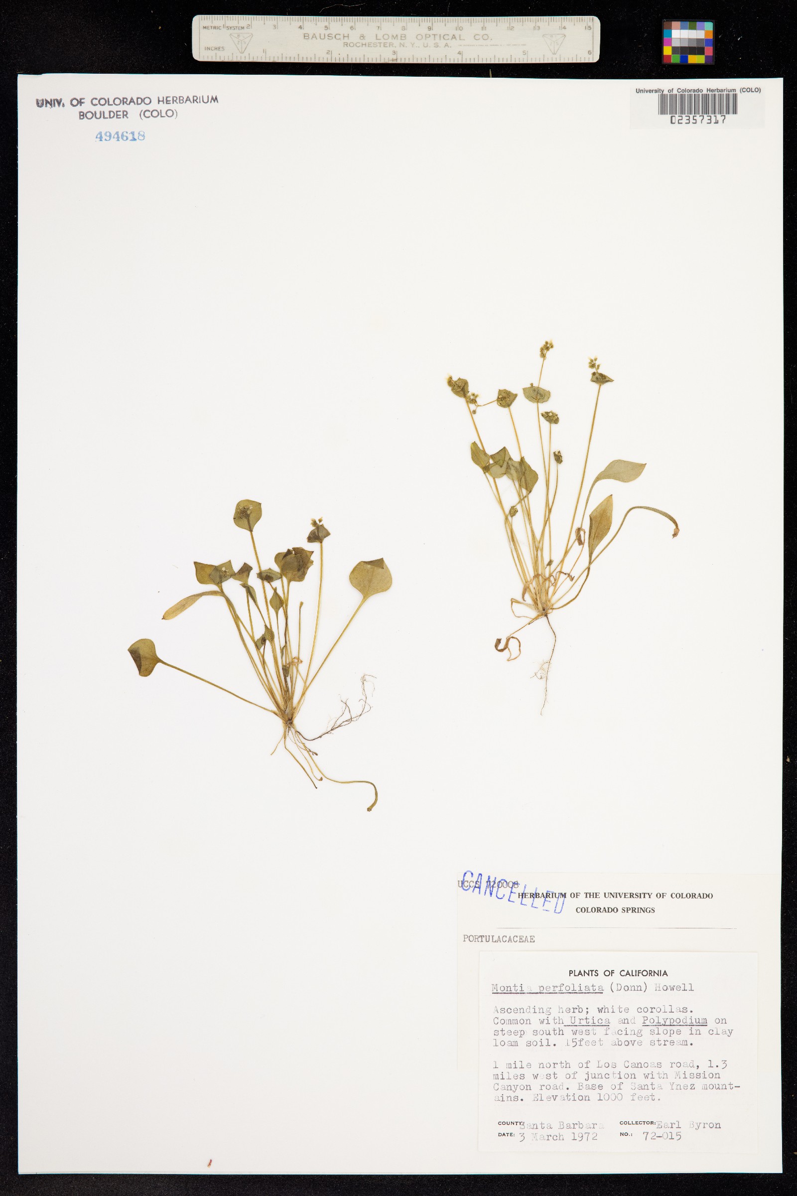 Claytonia perfoliata ssp. perfoliata image