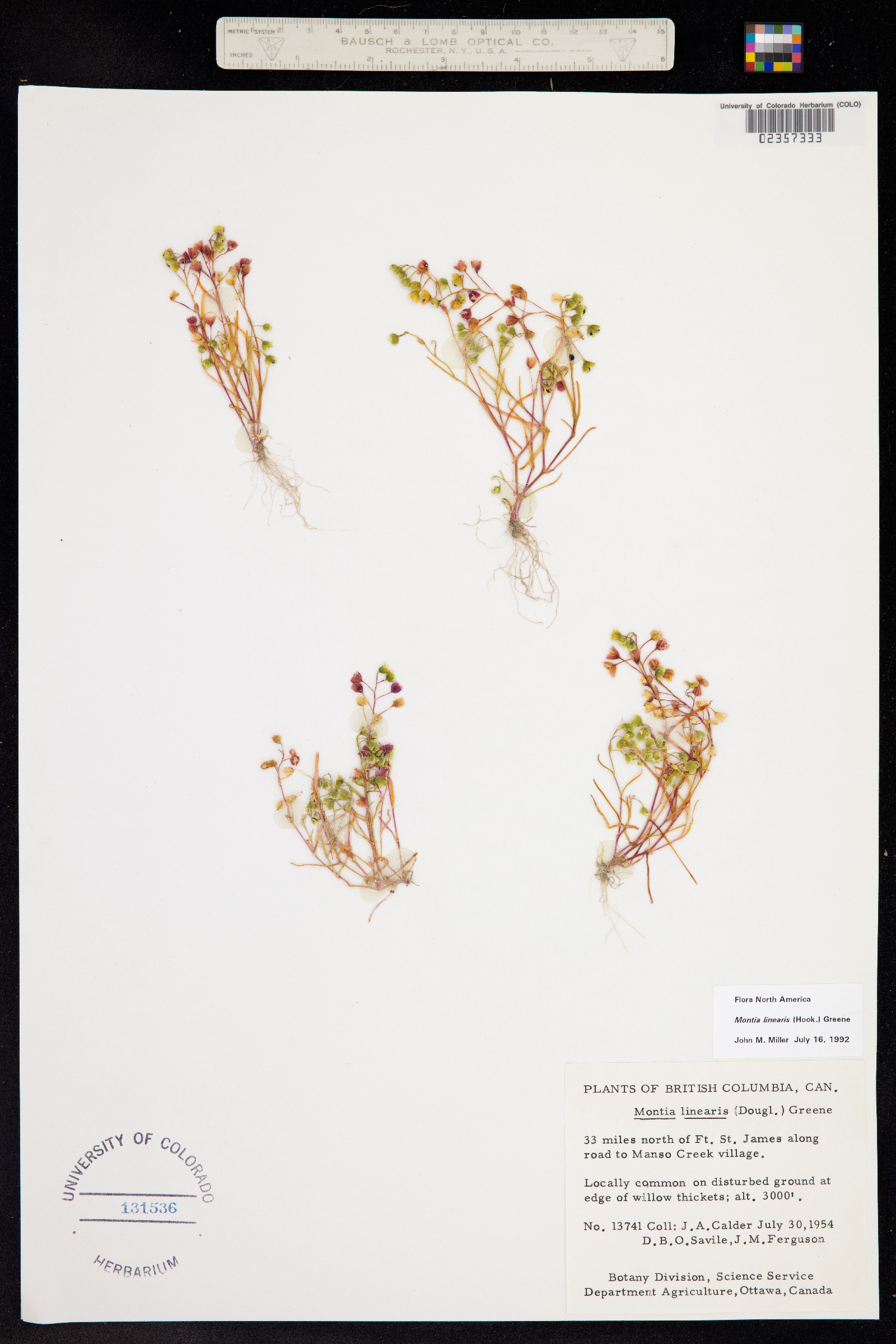 Montia linearis image