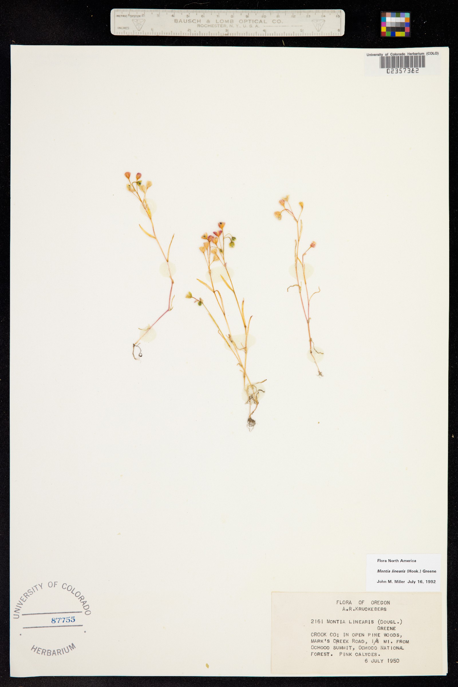 Montia linearis image