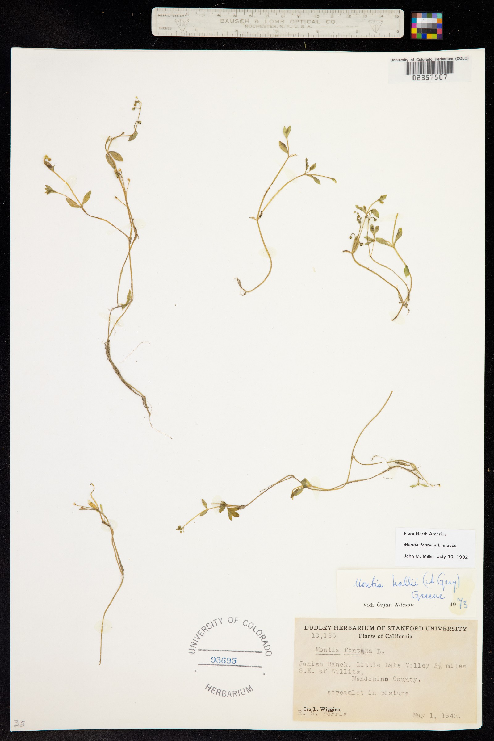 Montia fontana image