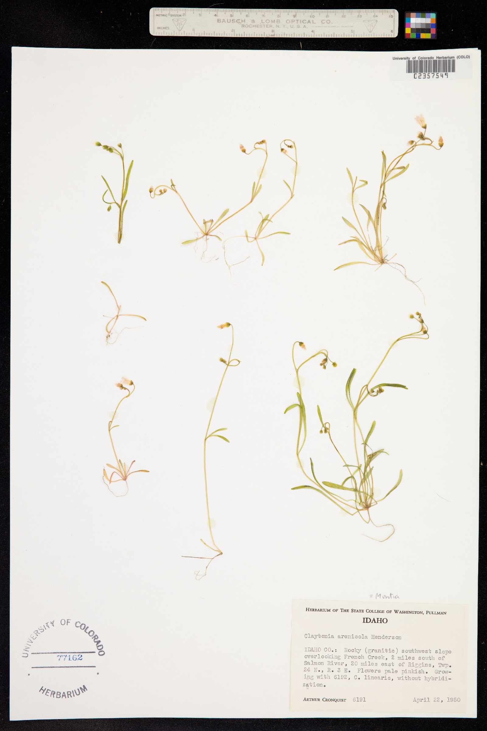 Claytonia arenicola image