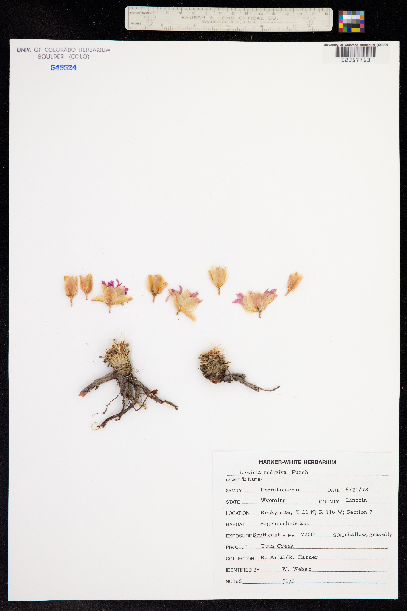 Lewisia rediviva image