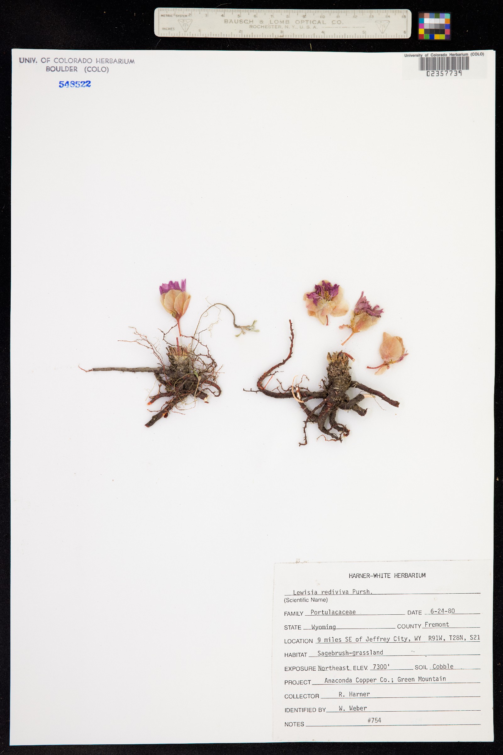 Lewisia rediviva image