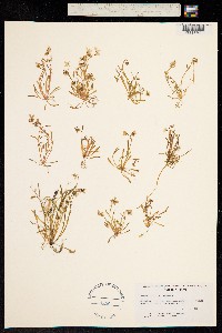 Montia arenicola image