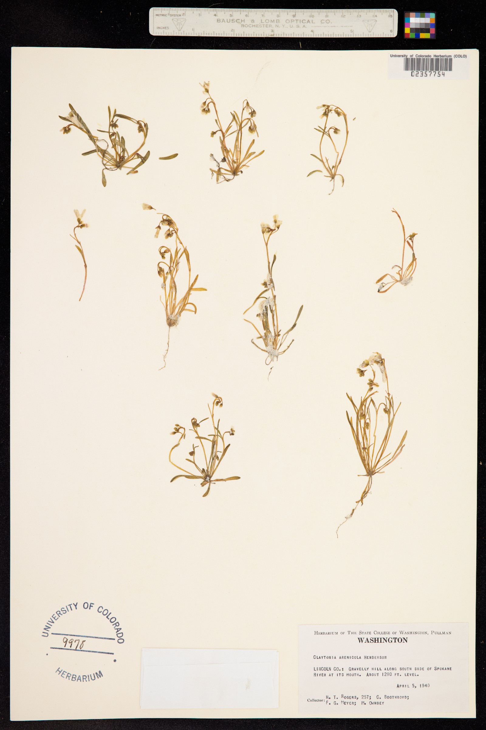 Montia arenicola image