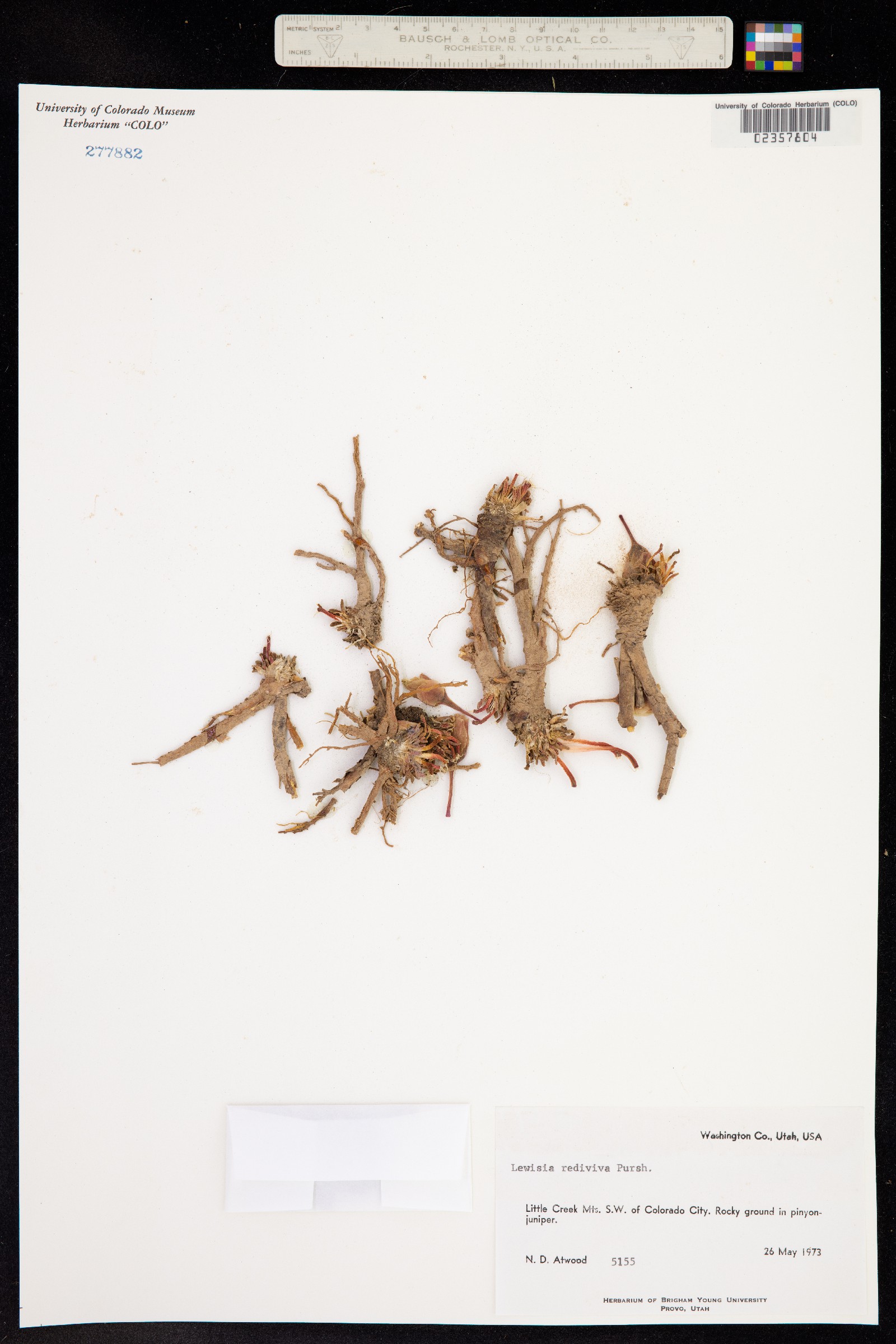 Lewisia rediviva image