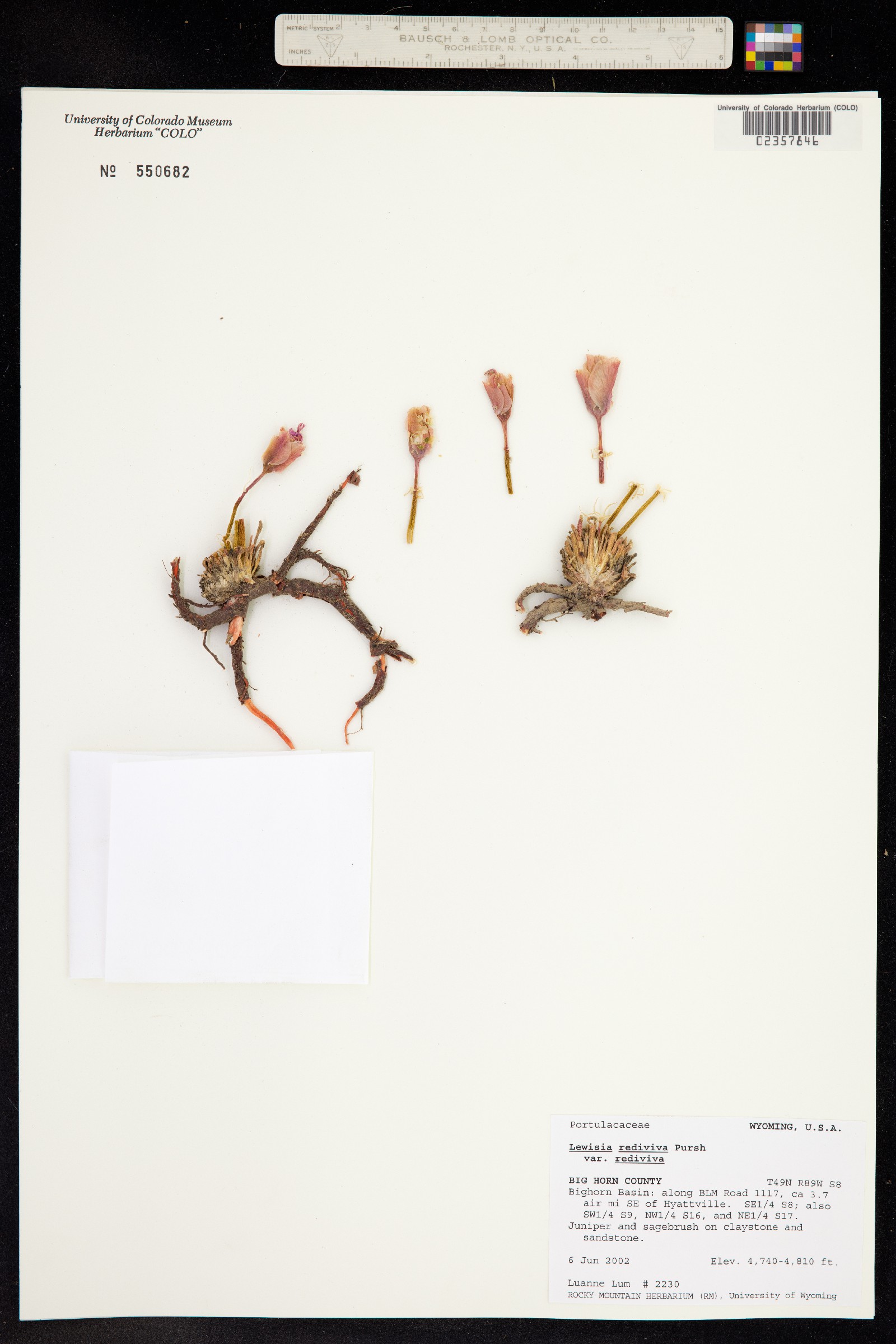 Lewisia rediviva image