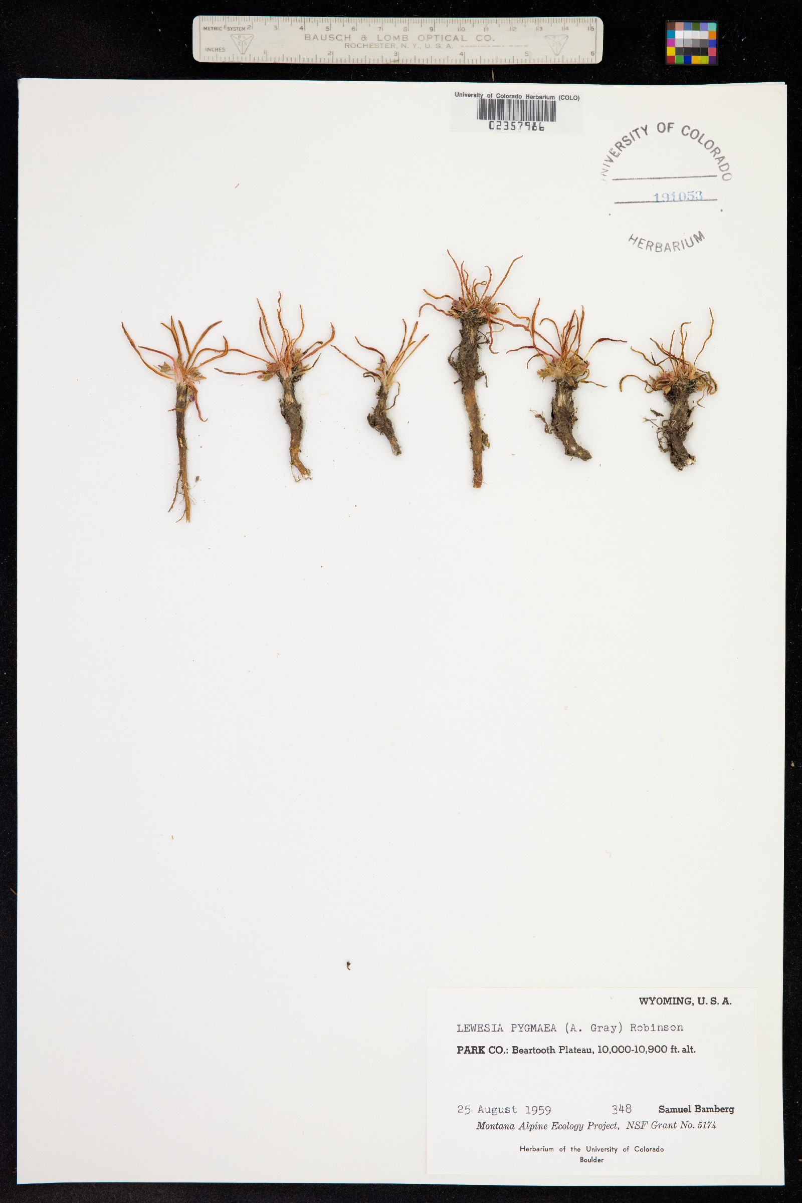 Oreobroma pygmaea image
