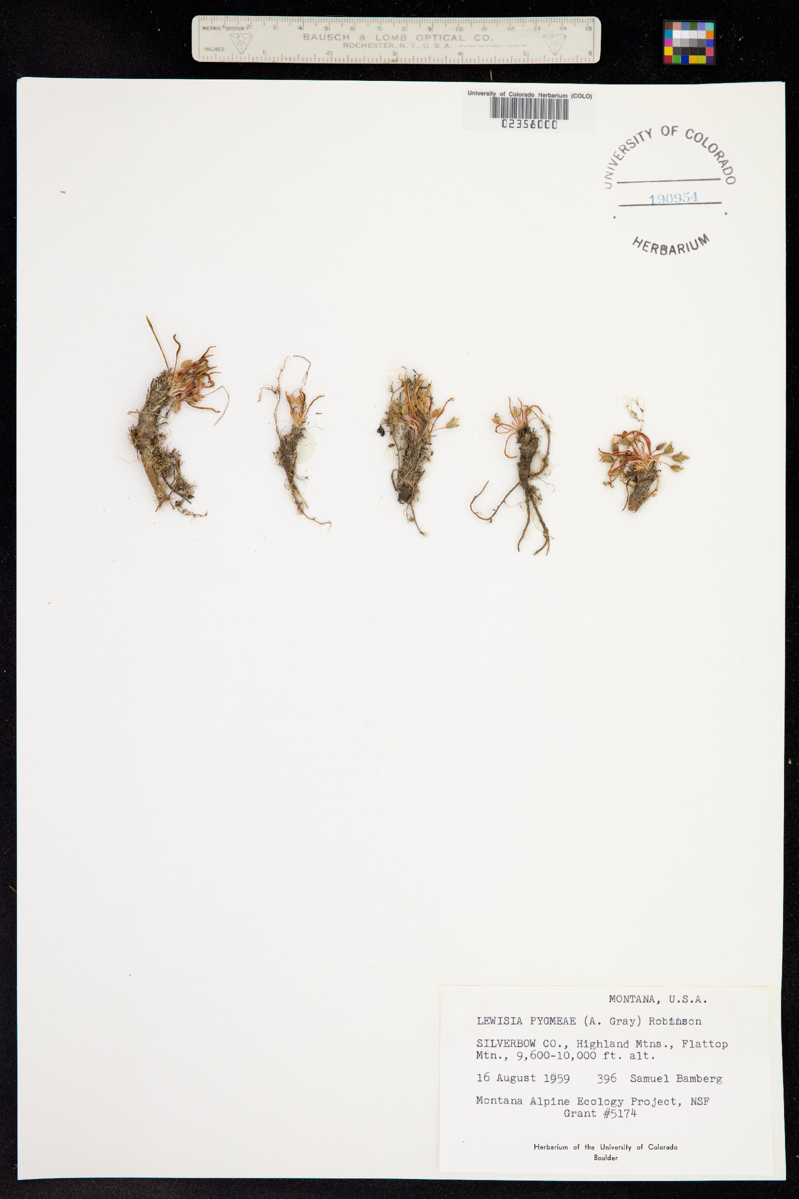 Oreobroma pygmaea image