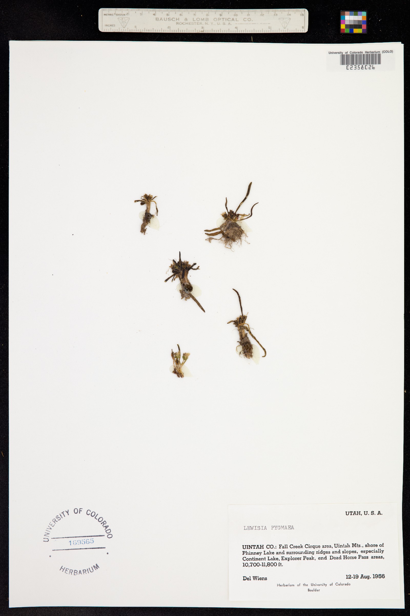 Oreobroma pygmaea image