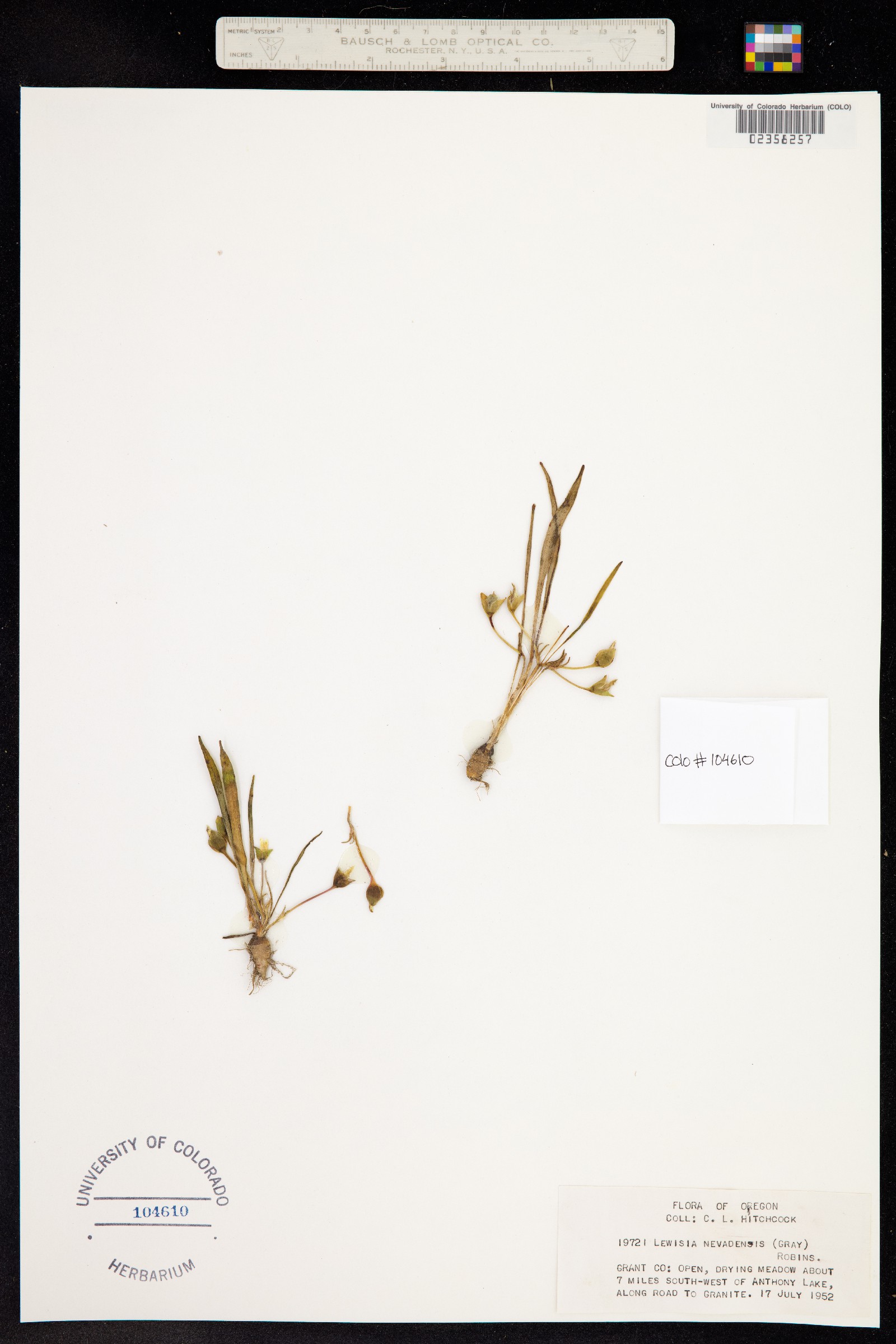 Oreobroma nevadensis image