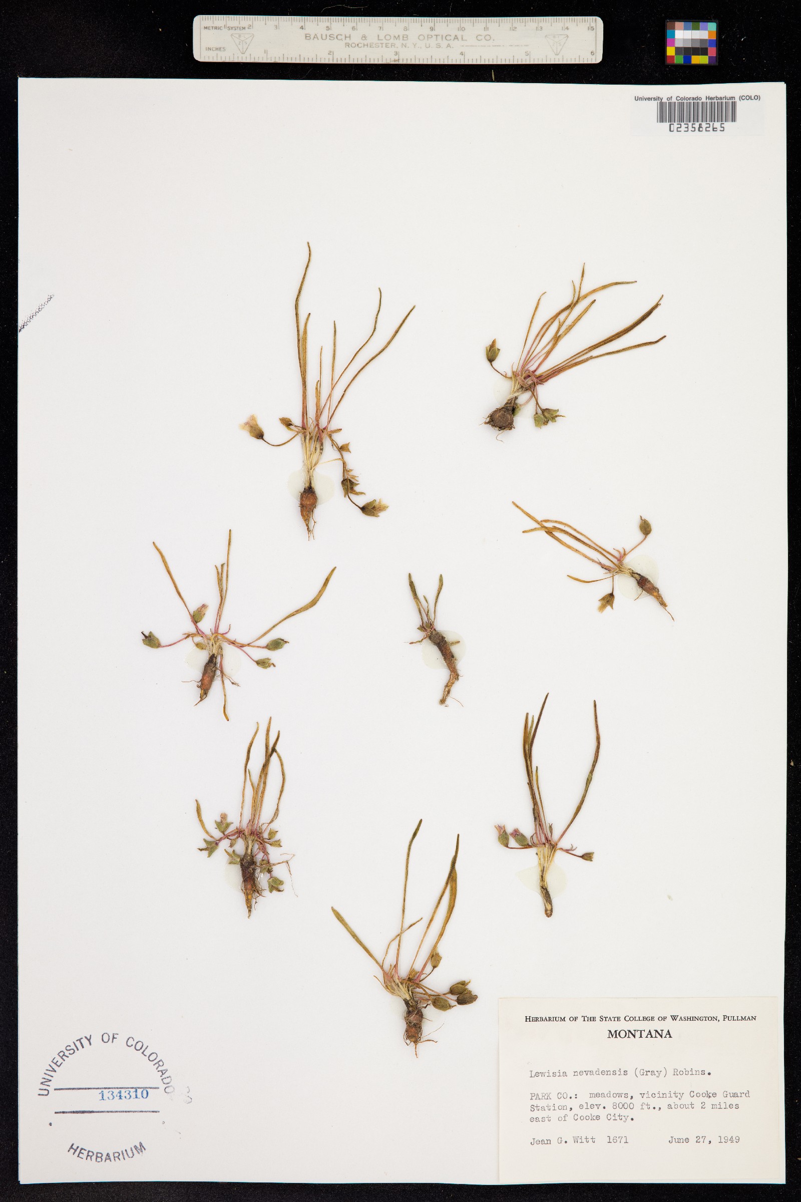 Oreobroma nevadensis image