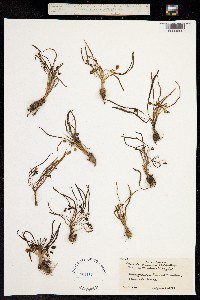 Oreobroma nevadensis image