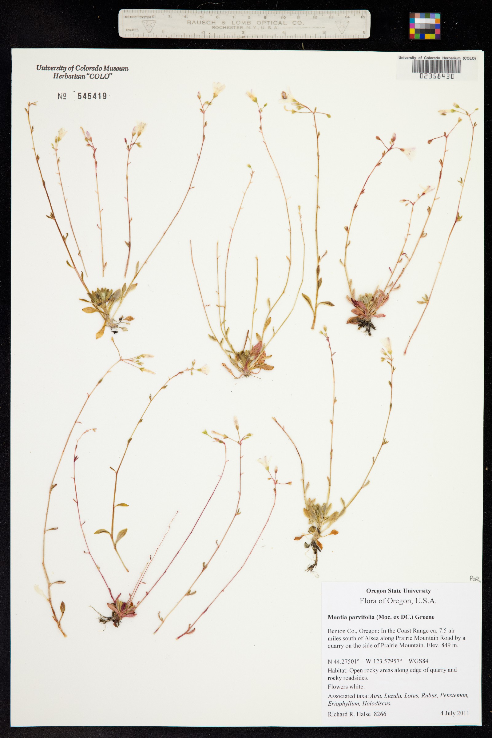 Montia parvifolia image