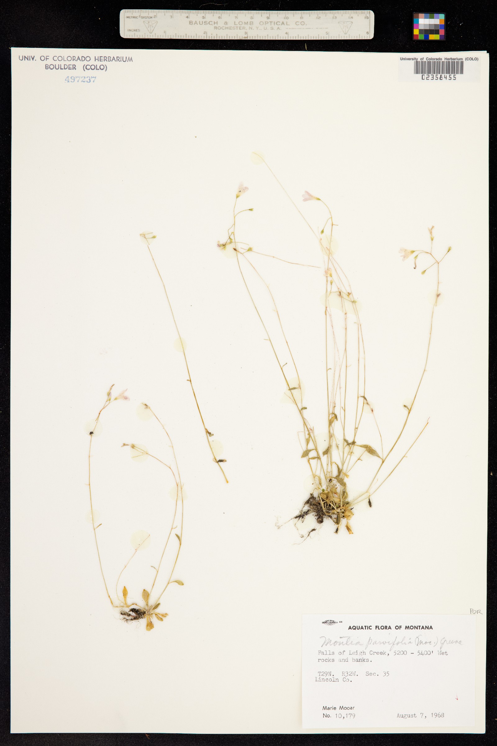 Montia parvifolia image