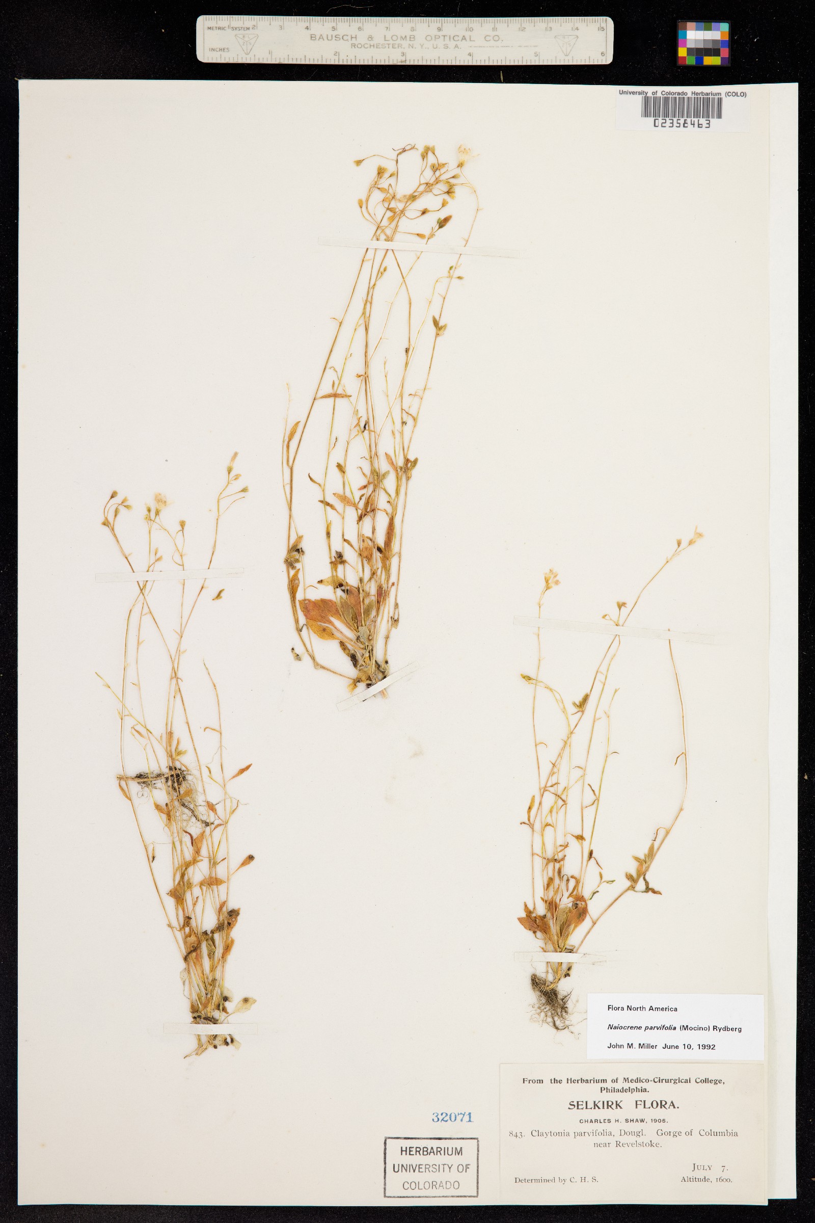 Montia parvifolia image