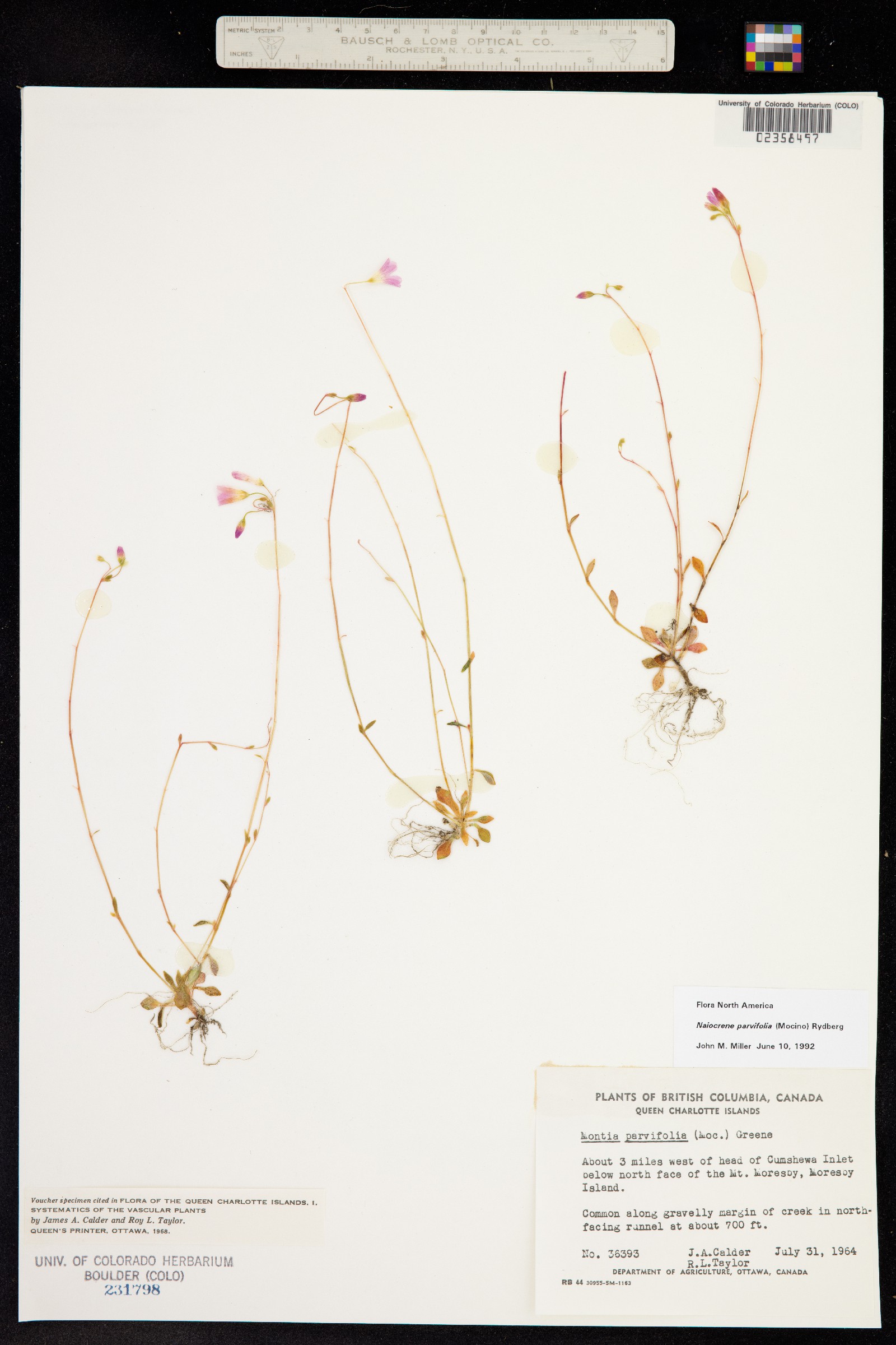 Montia parvifolia image