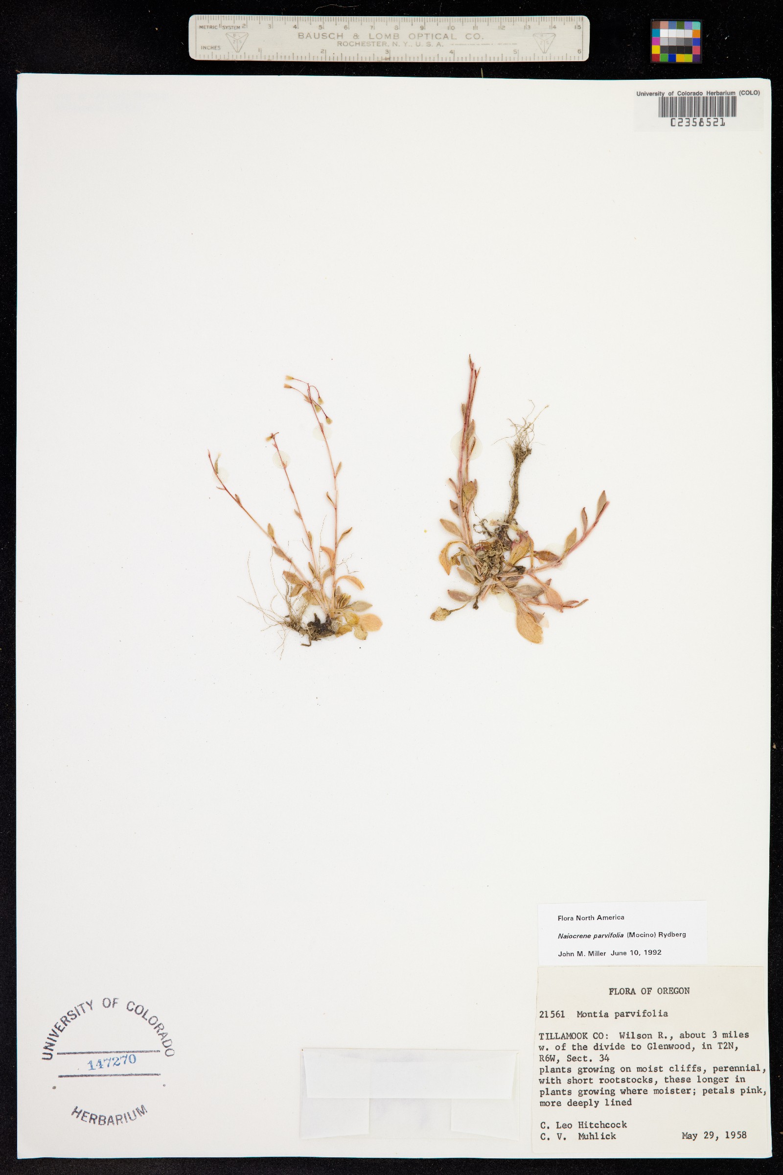 Montia parvifolia image