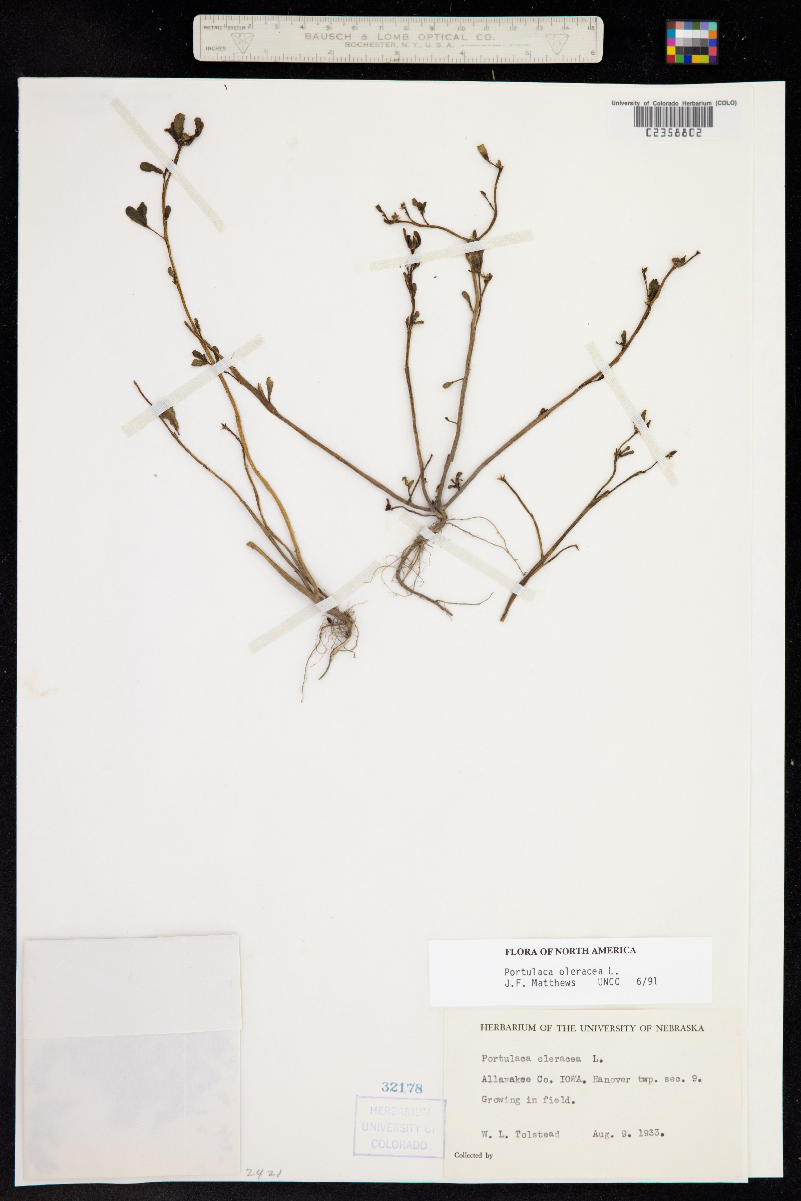 Portulaca oleracea image