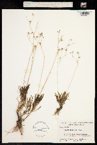 Image of Talinum teretifolium