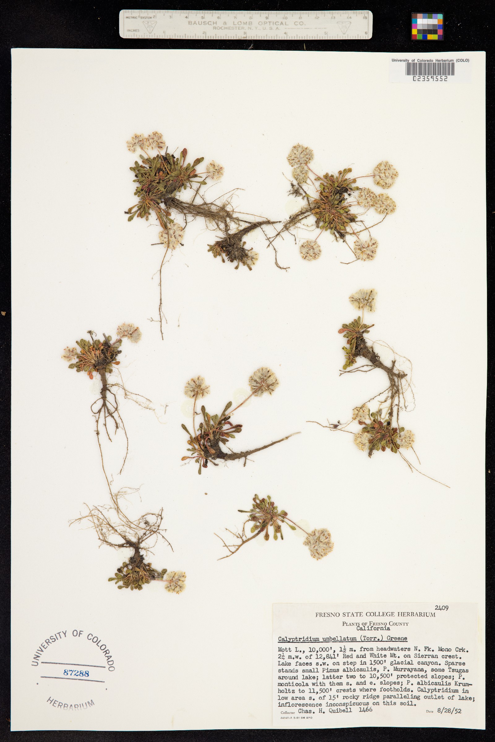Montiaceae image