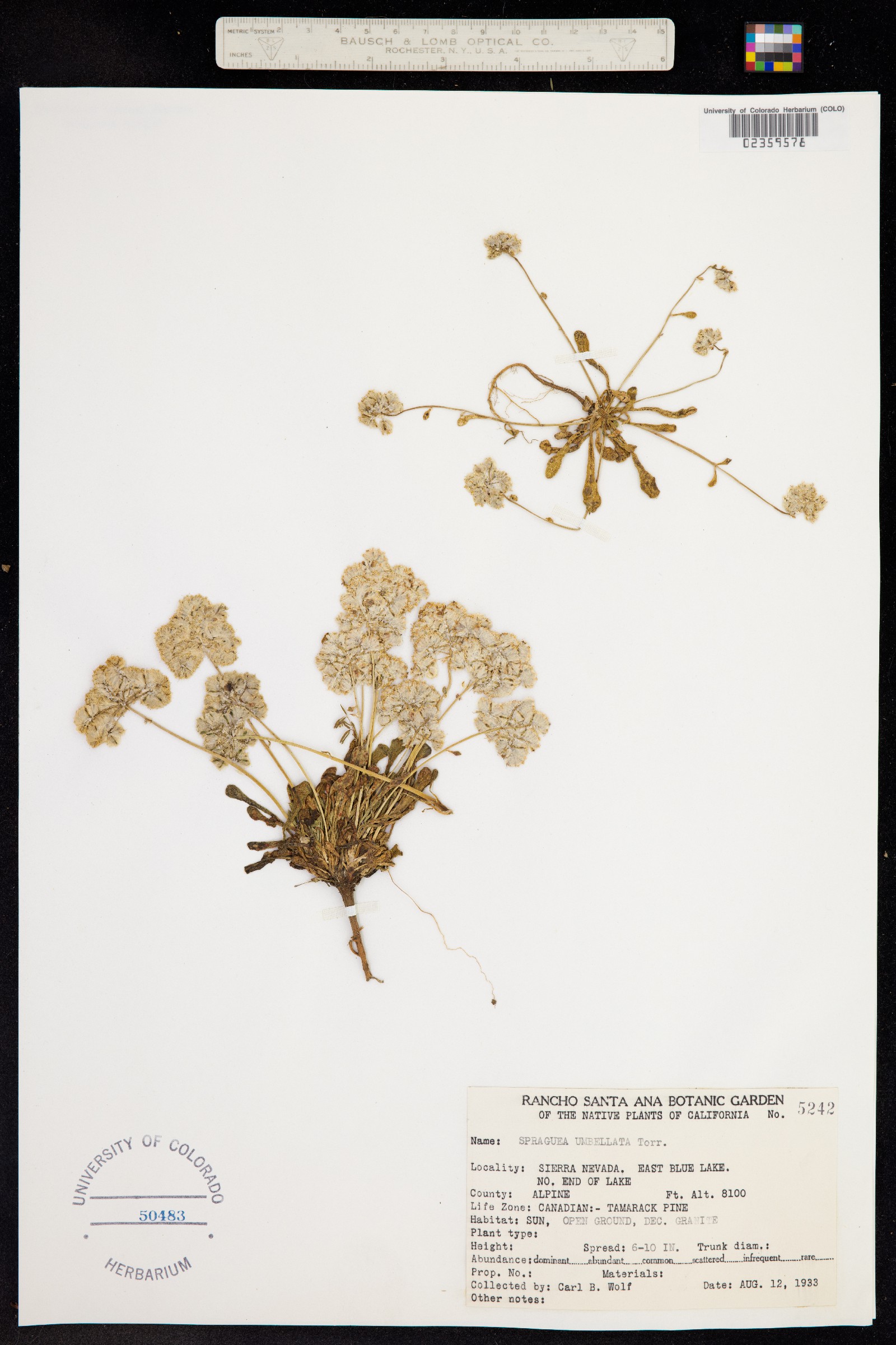 Cistanthe umbellata image