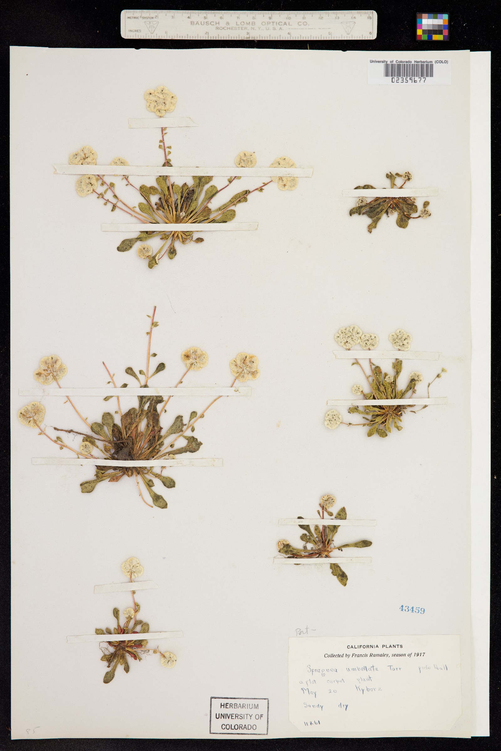 Cistanthe image