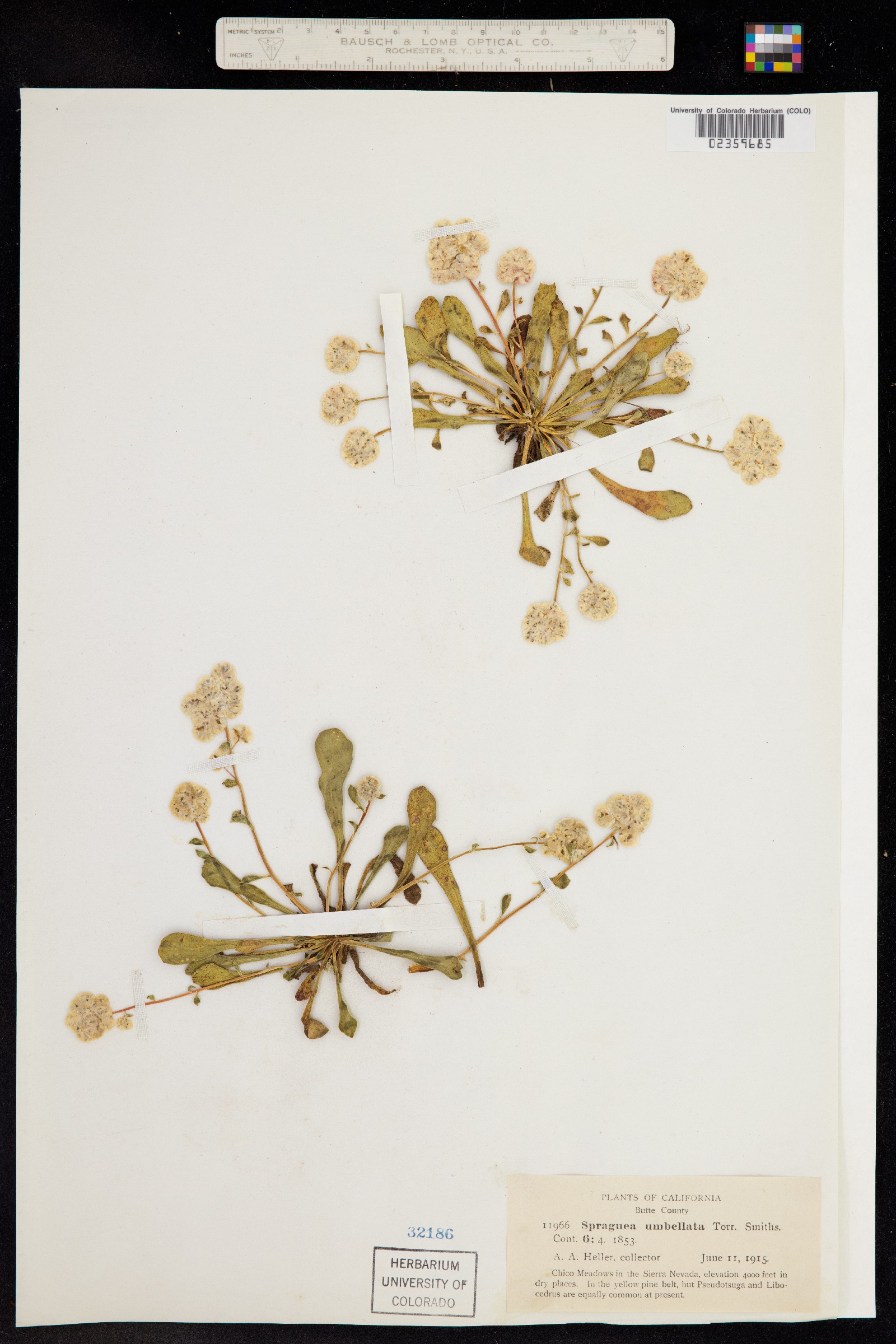 Spraguea umbellata image
