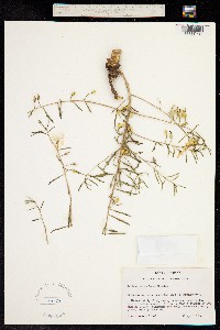 Phemeranthus aurantiacus image