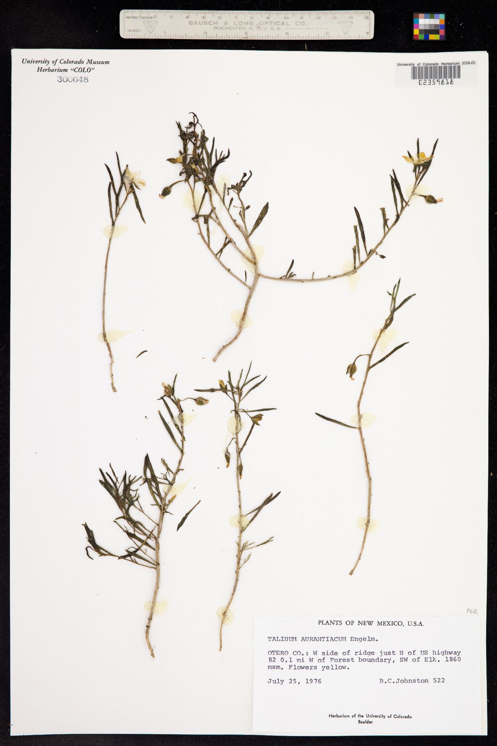 Phemeranthus aurantiacus image