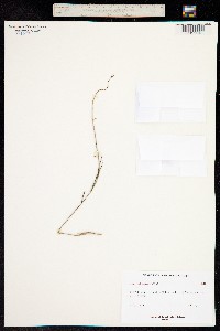 Phemeranthus aurantiacus image