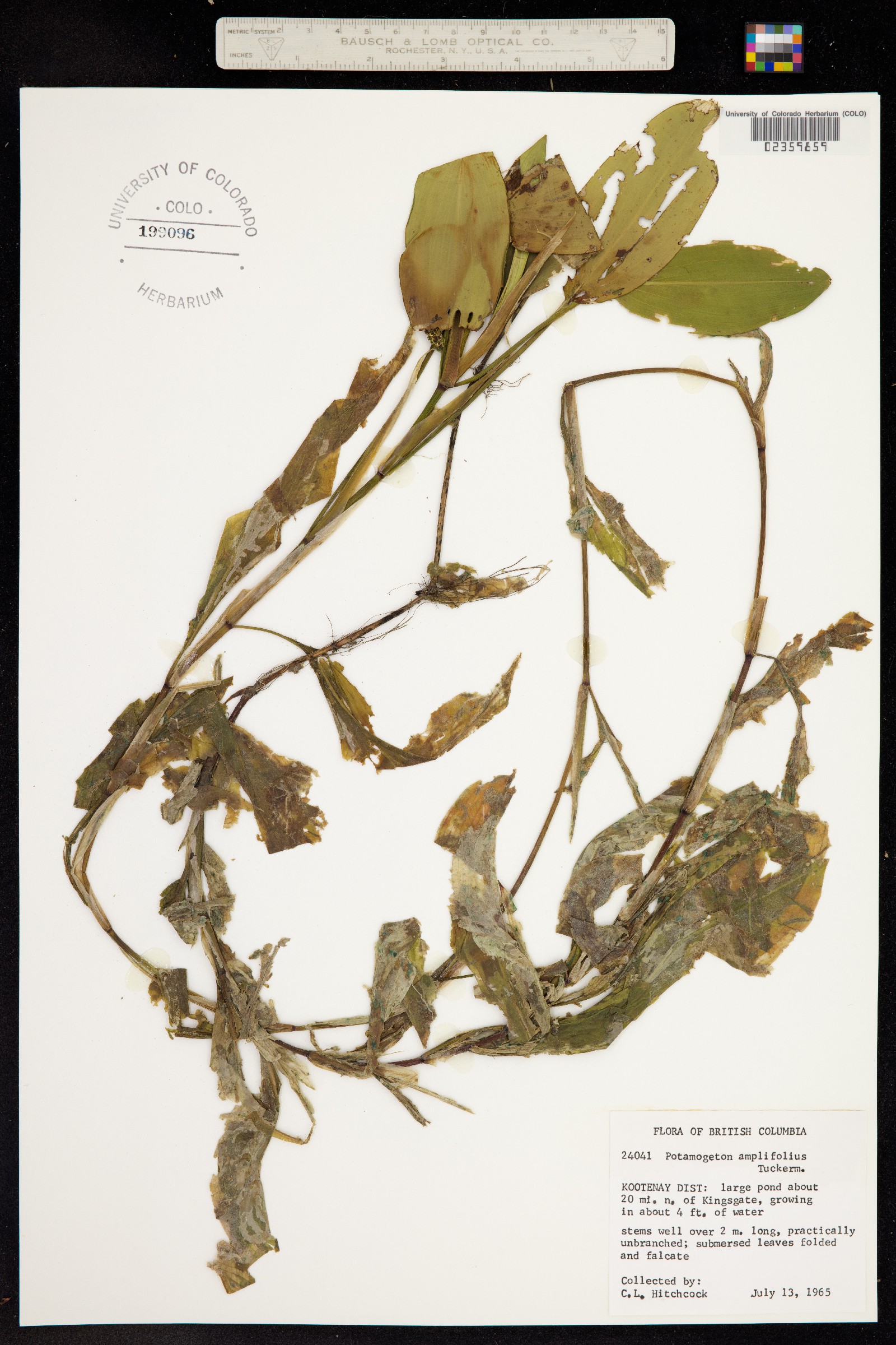 Potamogeton amplifolius image