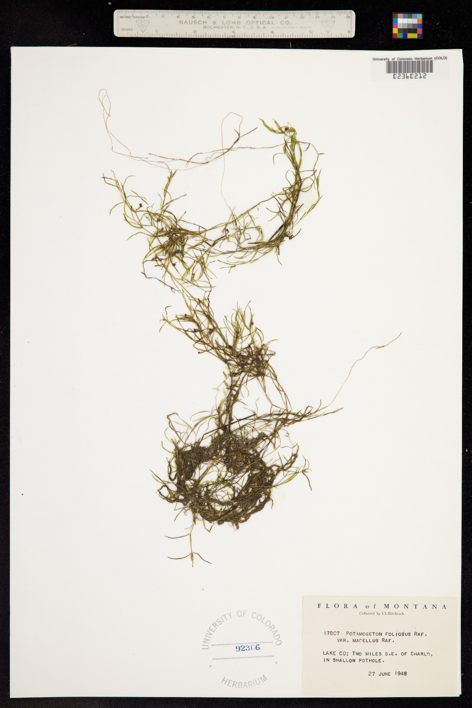 Potamogeton foliosus image