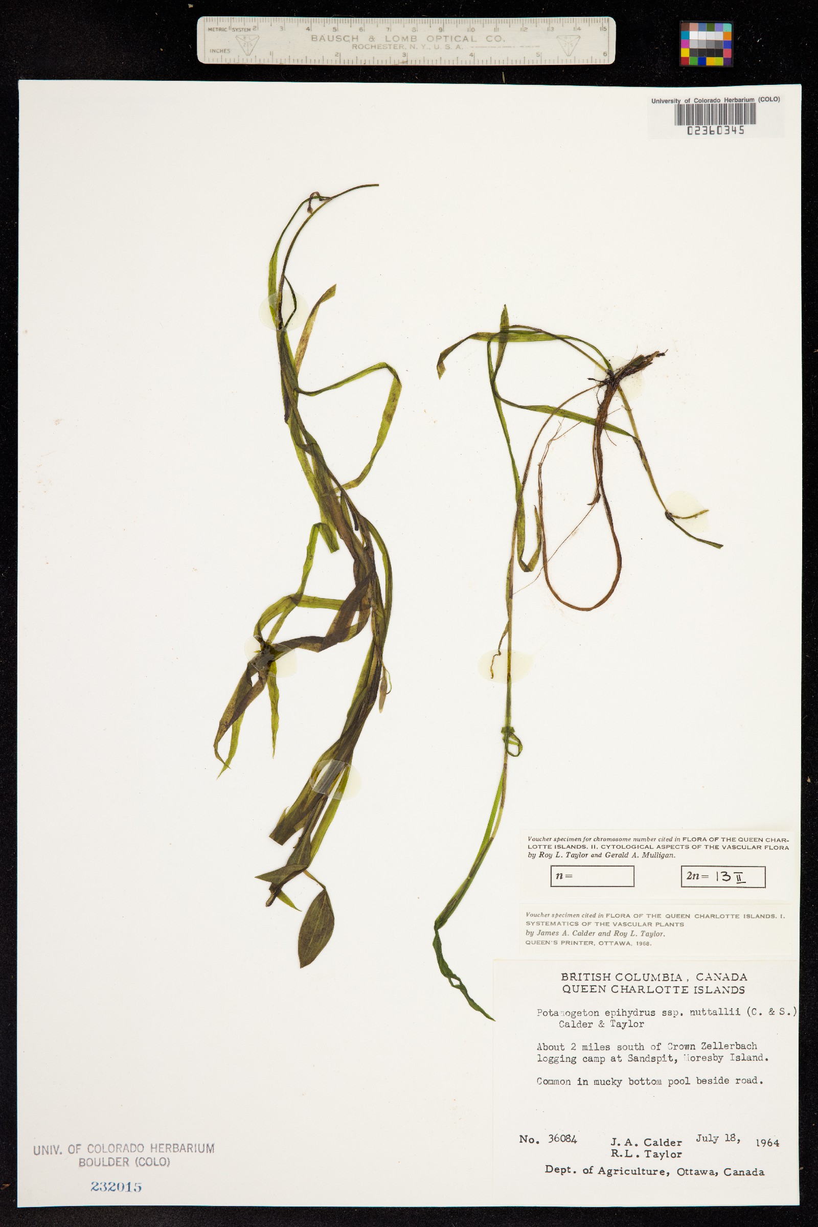 Potamogeton epihydrus image