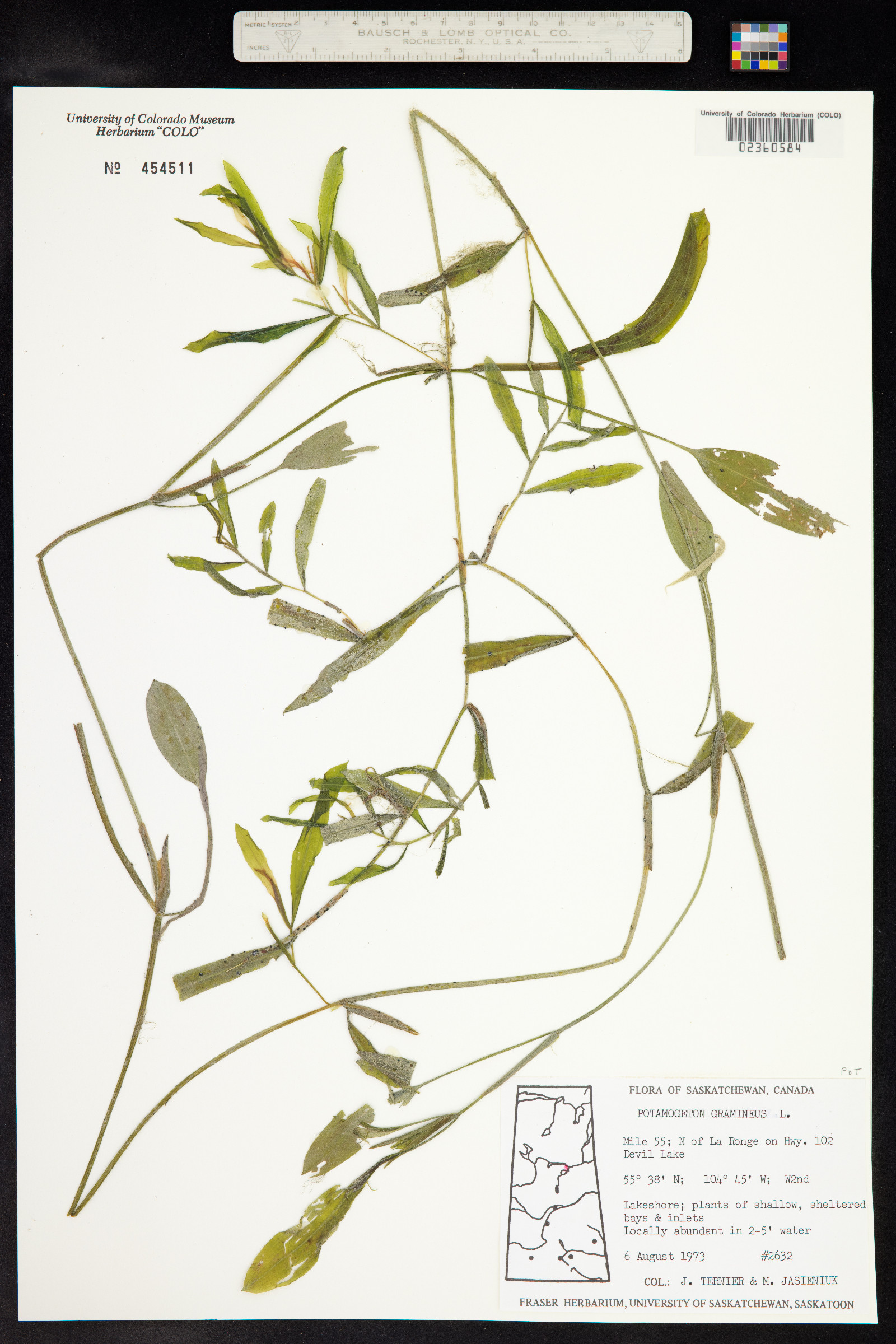 Potamogeton gramineus image