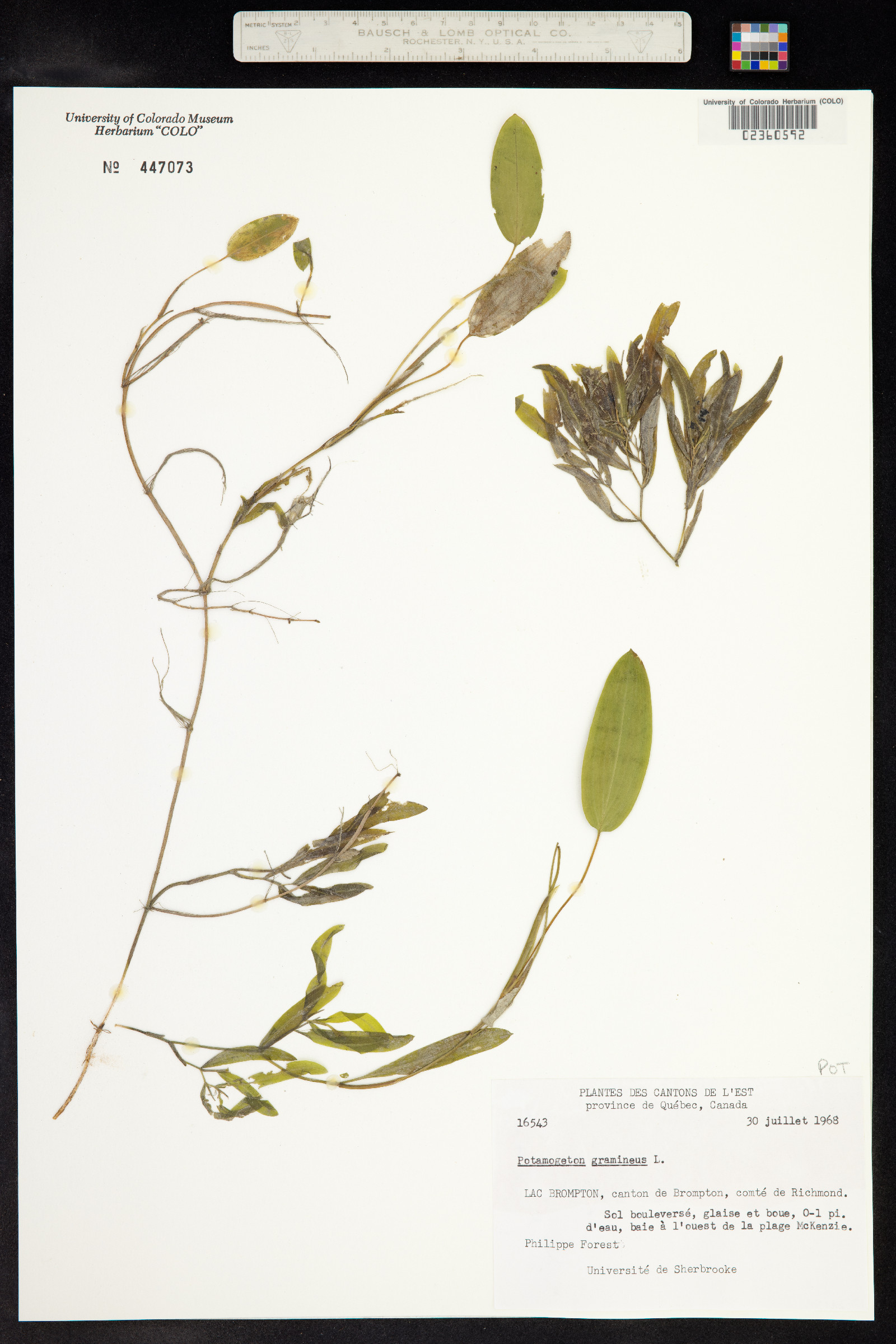 Potamogeton gramineus image