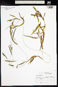 Potamogeton gramineus image
