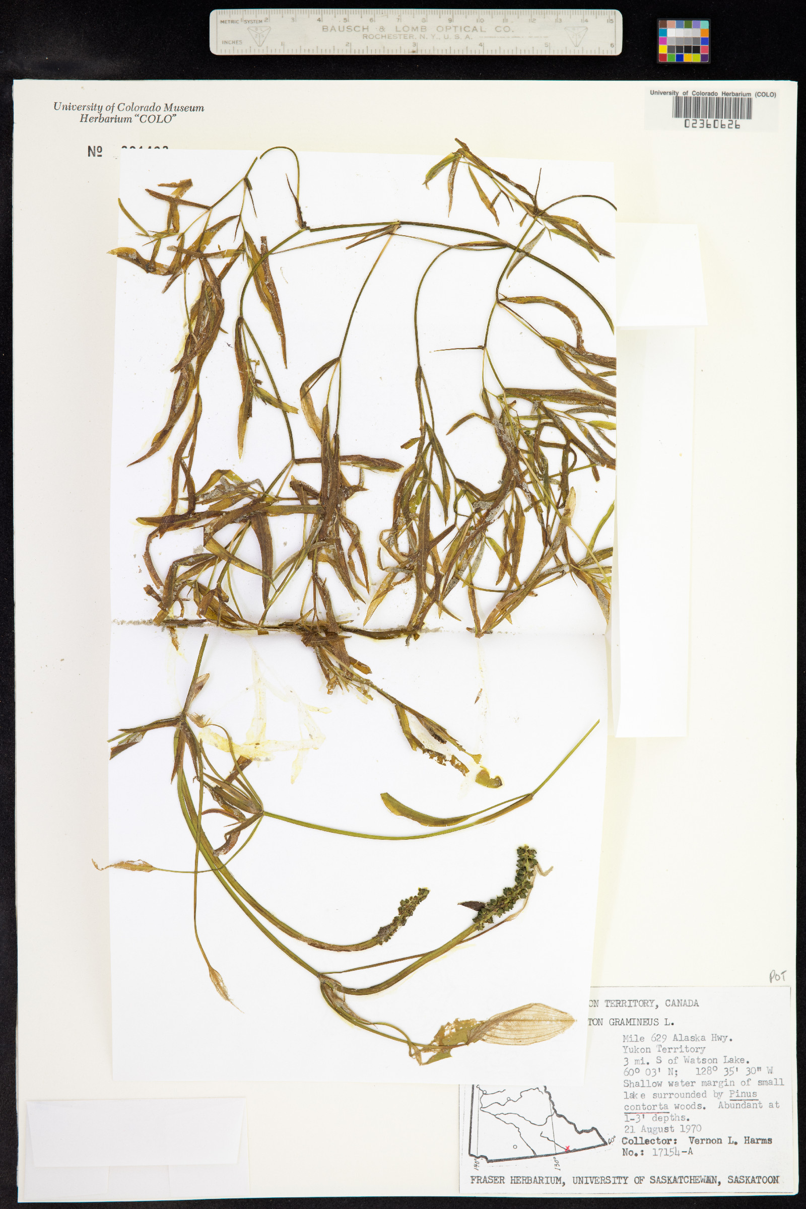 Potamogeton gramineus image